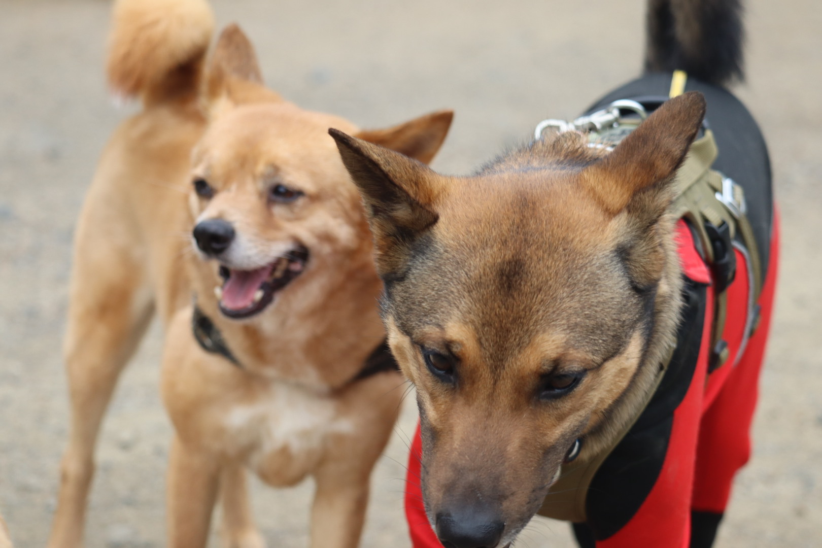 大阪の老犬ホーム